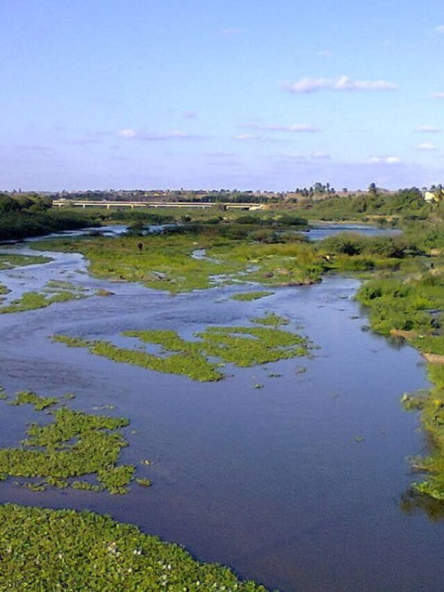 Vários peixes encontrados mortos no Rio Paraíba