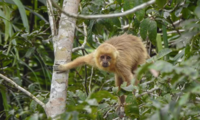 Mata Atlântica