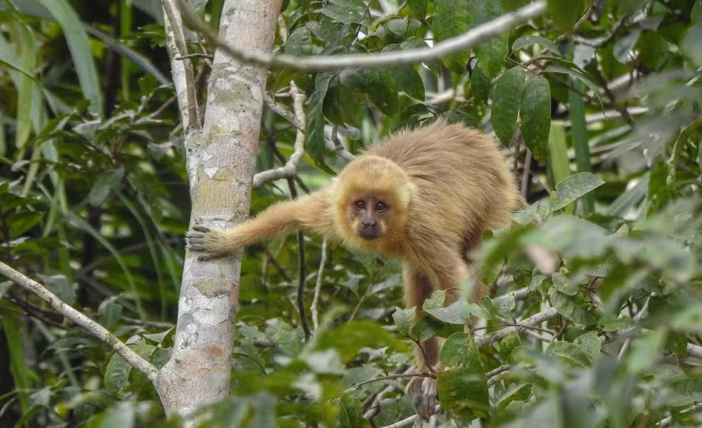 Mata Atlântica