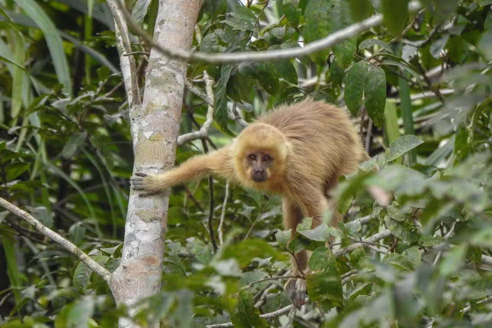 Mata Atlântica