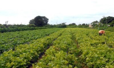 Paraíba Lança Novo Programa de Incentivo à Agricultura Familiar