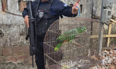 papagaio