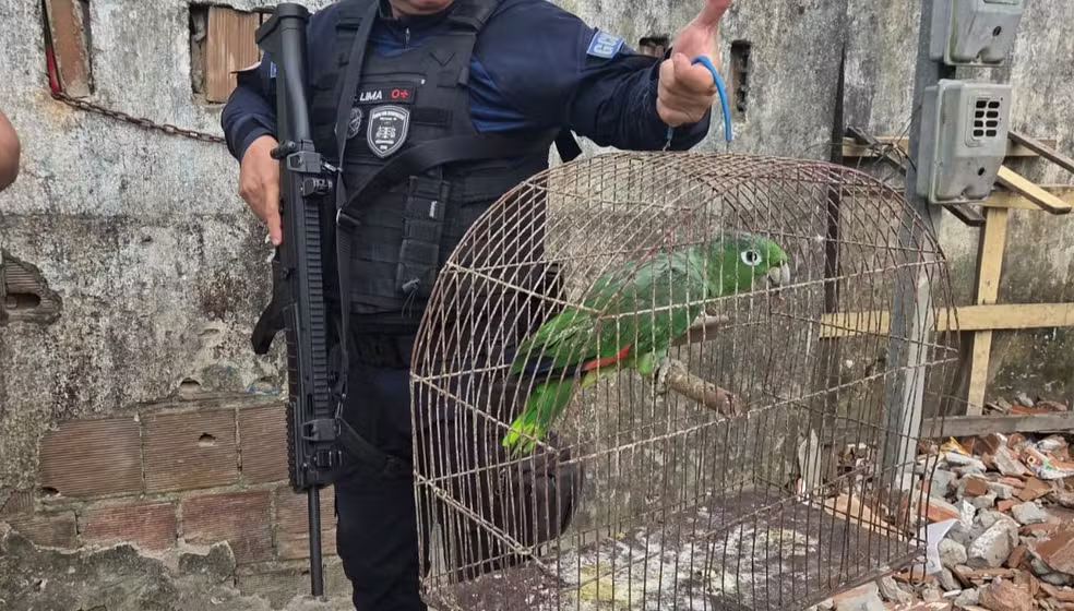 papagaio