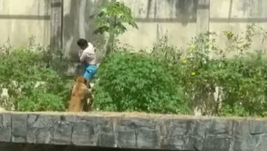 A Verdade por Trás: Homem Morto Pela Leoa em João Pessoa (30)