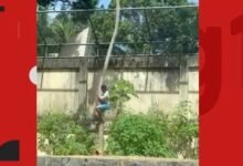 leoa 1 - Correio Paraibano - Zoológico de João Pessoa é fechado por tempo indeterminado após jovem morrer ao invadir recinto de leoa