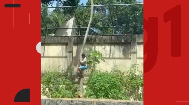 leoa 1 - Correio Paraibano - Zoológico de João Pessoa é fechado por tempo indeterminado após jovem morrer ao invadir recinto de leoa