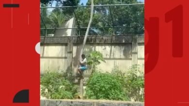 Ministério Público abre investigação para apurar morte de homem que entrou em recinto de leoa em zoológico de João Pessoa 4 leoa - Correio Paraibano - Ministério Público abre investigação para apurar morte de homem que entrou em recinto de leoa em zoológico de João Pessoa